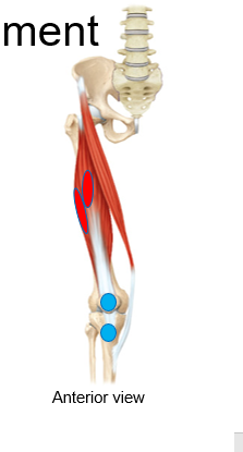 <p>What is the red dot representing? is it an origin/insertion, for what muscle?</p>