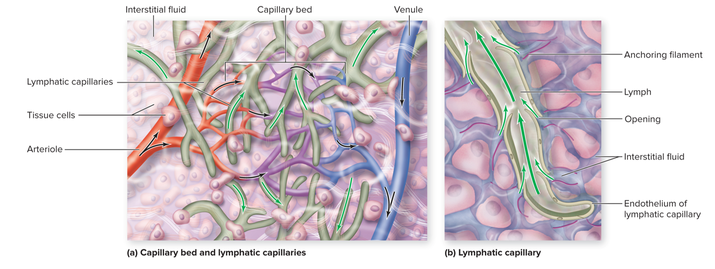 <p>These cells are able to open and close (valve-like)</p><p></p><p><strong>Increase in Interstitial Fluid Pressure </strong></p><ul><li><p>Forces lymphatic endothelial cells apart </p></li><li><p>Allows large volumes of fluid to enter, but not exit, lymphatic capillaries</p></li></ul><p></p><p><strong>Decrease in Interstitial Fluid Pressure</strong></p><ul><li><p>Endothelial cells flap shut </p></li></ul><p></p>