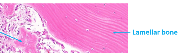 <p>opposite directions in alternating layers so the bone resists torsion forces</p>