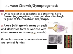 <p>- Axons</p><p>- Dendrites</p>