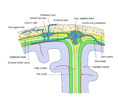 <p>space between arachnoid and pia mater- contains CSF</p>