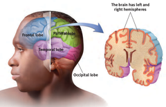 <p>the portion of the cerebral cortex lying at the top of the head and toward the rear; receives sensory input for touch and body position.</p>