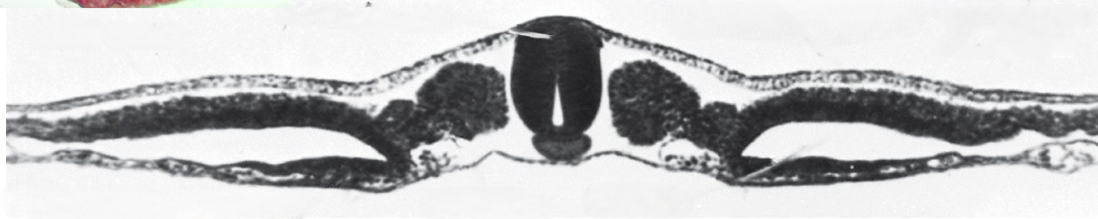 <p>Be able to recognize and name on a cross section the paraxial mesoderm and that this is region from which somites develop.</p>