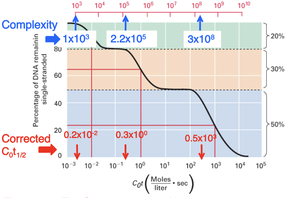 <p>highly repetitive, middle repetitive, and unique sequences</p><p>number of copies of a sequence is inversely related to the obersved (uncorrected) C0t1/2 values for each class</p>