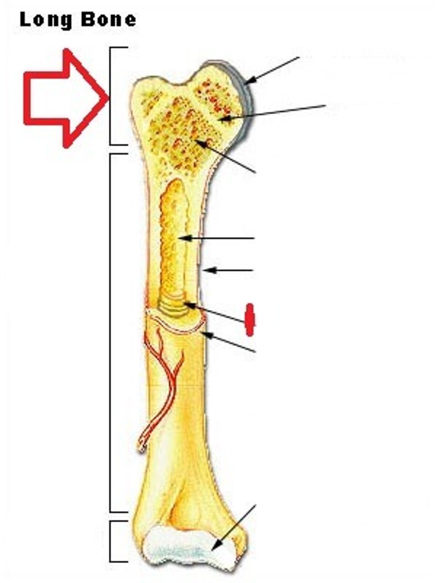 <p>the end of the bone located nearest to the midline of the body</p>