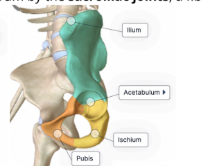 <p>helps forms the coxa/hip bone, which contributes to the acetabulum</p><p>p</p>