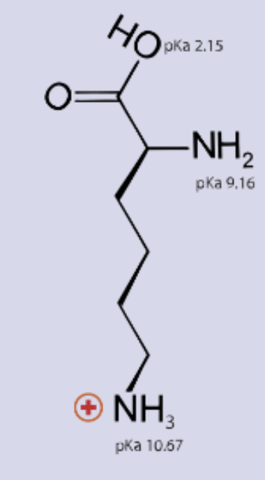 <p>3 letter code: Lys</p><p>1 letter code: K</p><p></p>