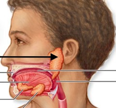 <p>Largest salivary gland, located anterior to the ear; secretes serous saliva.</p>