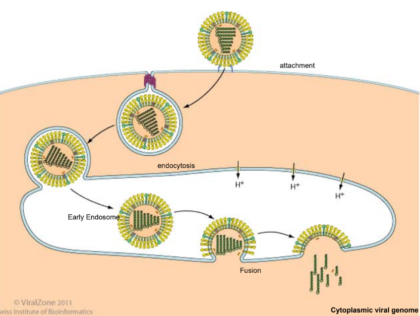 <ol><li><p><strong><u>Adsorption</u></strong></p></li></ol><ul><li><p><u>Haemagglutinin (HA)</u> molecules on the viral membrane <u>bind</u> to <u>sialic acid</u> that <u>contains receptors</u> on the membrane of the host cell</p></li></ul><p></p><ol start="2"><li><p><strong><u>Penetration</u></strong></p></li></ol><ul><li><p>The virus is then taken in by <u>receptor-mediated endocytosis</u>, forming an <u>endosome (vesicle)</u> within the host cell, with the influenza virus attached to its inner surface</p></li><li><p><u>Proton pumps</u> in the endosomal membrane <u>pump H+ ions into the endosome</u>, <u>lowering its pH</u></p></li><li><p>This triggers <u>conformational changes</u> in the <u>HA protein</u>, causing the <u>viral envelope to </u><strong><u>fuse</u></strong><u> with the endosomal membrane</u> and <u>releasing the viral genome</u> into the host cell cytoplasm</p></li><li><p>The viral RNAs are then transported into the nucleus</p></li></ul><p></p><ol start="3"><li><p><strong><u>Synthesis &amp; Replication</u></strong></p></li></ol><ul><li><p><u>RNA-dependent RNA polymerase</u> (viral replicase) present in the virion, <u>copies</u> the <u>(-) sense RNA template</u> into <u>complementary (+) sense RNAs</u></p></li><li><p>The (+) sense RNA can then be used</p></li></ul><p></p><ul><li><p>Viral Nucleic Acid Synthesis (replication of viral genome)</p><ul><li><p><u>(+) sense RNAs are used as templates</u> for synthesis of full-length (-) sense strand viral RNAs by <u>viral replicase</u></p></li><li><p>These (-) sense viral RNAs can be <u>packaged into new viral particles</u> as their nucleic acid</p></li></ul><p></p></li><li><p>Viral Protein Synthesis</p><ul><li><p>The (+) sense RNAs are used as <u>mRNA</u> which are <u>translated</u> in the cytoplasm by host amino acids, ribosomes, ATP and tRNAs</p></li><li><p>Proteins synthesised:</p><ul><li><p>Enzymes</p></li><li><p>Matrix</p></li><li><p>Capsomeres proteins</p></li><li><p>Glycoproteins</p></li></ul></li><li><p><u>Free ribosomes</u> synthesise <u>enzymes, matrix and capsomeres</u> as they are ultimately folded into final conformation in the cytoplasm and packaged into the new virion</p></li><li><p><u>rER-bound ribosomes</u> synthesise viral transmembrane surface <u>glycoproteins</u> and <u>transported to Golgi apparatus</u> for g<u>lycosylation</u> and then incorporated into the host cell membrane via vesicle which <u>fuses with host cell membrane</u></p></li></ul></li></ul><p></p><ol start="4"><li><p><strong><u>Assembly</u></strong></p></li></ol><ul><li><p>Assembly of the viral particle is complete when the viral components of <u>eight (-) sense viral RNAs</u> <u>associated with NP and enzymes</u> like viral replicase (PB1, PB2 and PA) are <u>packaged</u></p></li><li><p><u>Acquisition of the glycoprotein</u> studded <u>membrane envelope</u> occurs during the <u>release of the virus</u></p></li></ul><p></p><ol start="5"><li><p><strong><u>Release</u></strong></p></li></ol><ul><li><p>The virus is finally released from the host cell by <u>budding</u>, <u>acquiring</u> with it the <u>host cell’s lipid bilayer as the virus’s envelope</u> </p></li><li><p>The host membrane containing <u>HA, NA and a third protein, M2</u>, <u>buds off</u> from the host cell with the virion components</p></li><li><p>With the presence of <u>HA on the viral envelope</u> and <u>sialic-acid containing cellular receptors on the host cell’s membrane</u>, budding invariably <u>bring both together</u> and results in the <u>new viral particle remaining attached</u> to the host cell</p></li><li><p><u>Neuraminidase (NA)</u> then aids to <u>release</u> the virus by <u>cleaving sialic acid residues</u> on the cellular receptor that bind the newly formed virions to the cell</p></li><li><p>This releases the virions, allowing infection to continue</p></li></ul><p></p>