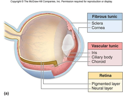<ul><li><p>iris</p></li><li><p>pupil</p></li><li><p>ciliary body</p></li><li><p>choroid</p></li></ul><p></p>
