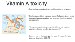 <p>Studies suggest that elevated levels of vitamin A may cause increased bone resorption and promote development of osteoporosis</p>