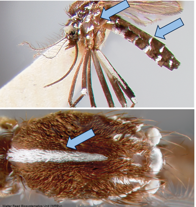 <p>What mosquito is this, and how do you know?</p>