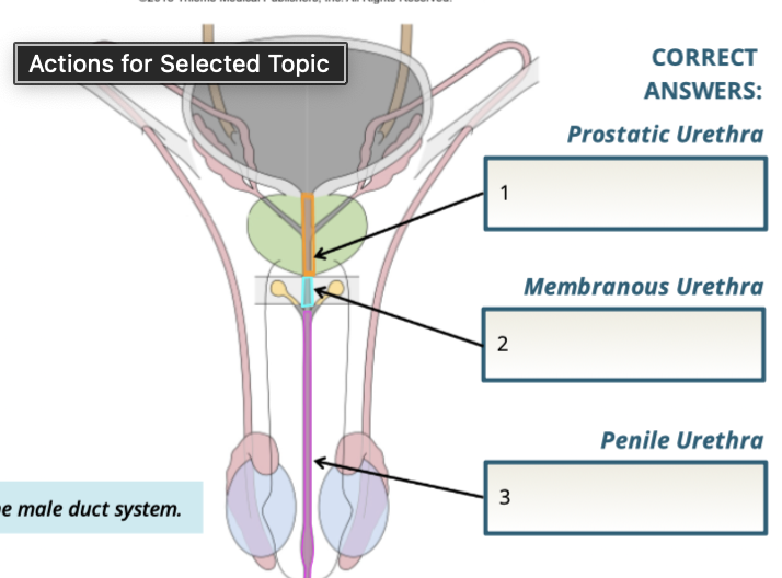 <p>Urethra (learnt in mod 11)</p><ul><li><p>transports sperm out of the body </p></li><li><p>also apart of urinary system </p></li></ul><p></p>