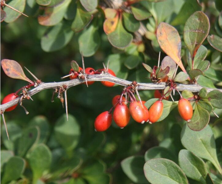 <p>Berberis thunbergii</p>