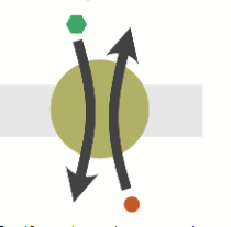 <p>transports molecules in opposite direction</p>