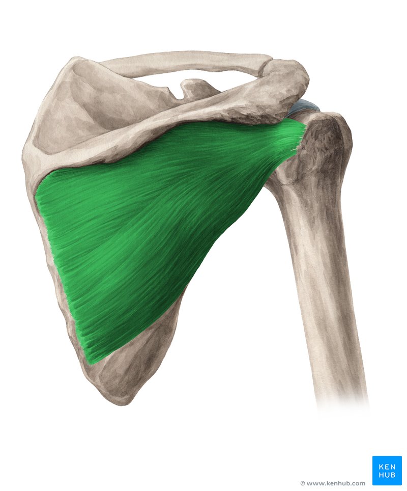 <p>What muscle is this and what is its origin, insertion, and action?</p>