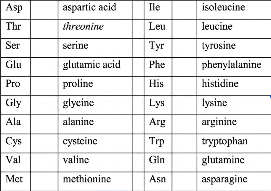 <p>What is the representative letter for lysine?</p>