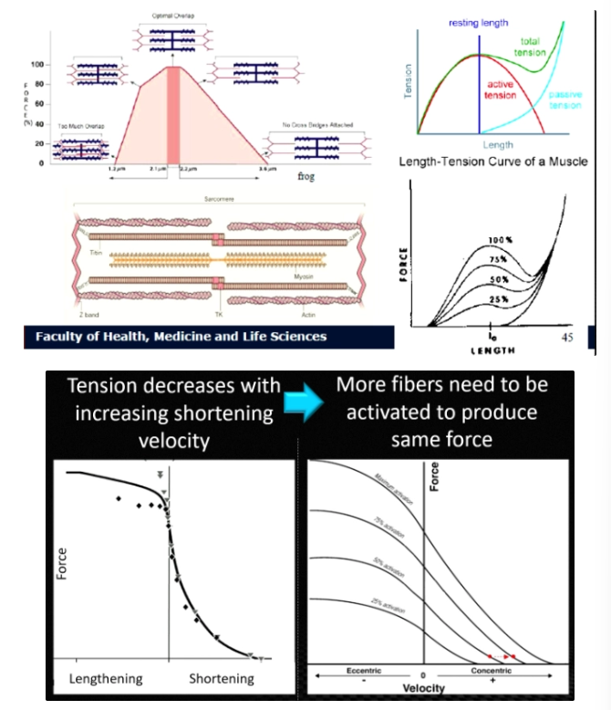 <p>Muscle force depends on sarcomere length.</p><ul><li><p>Optimal overlap between actin and myosin → maximal force</p></li><li><p>Too stretched or too shortened → lower force</p></li></ul><p>Force depends on how many cross-bridges can form.</p>