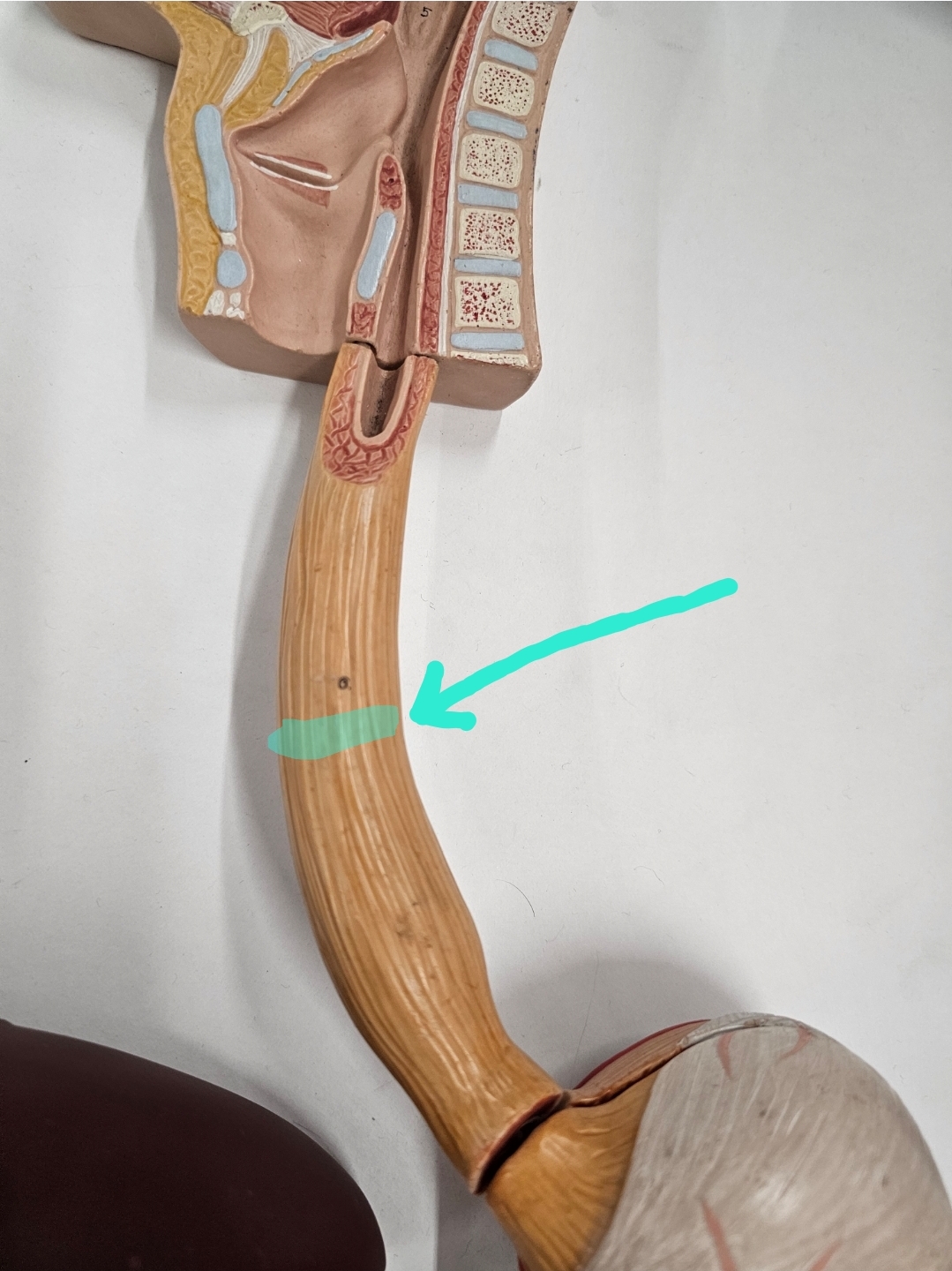 <p>Qual é o nome?</p>