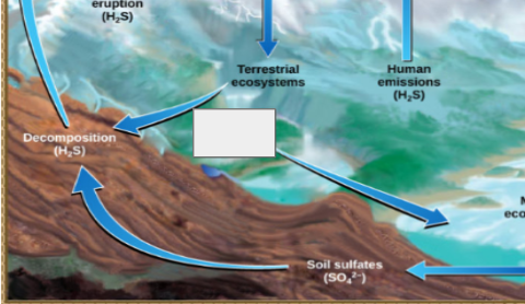 <p>sulfur cycle: name the step</p>