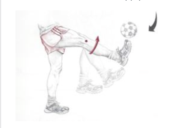 <p><span>Which of the following are the synergists of the motion depicted below?</span></p>