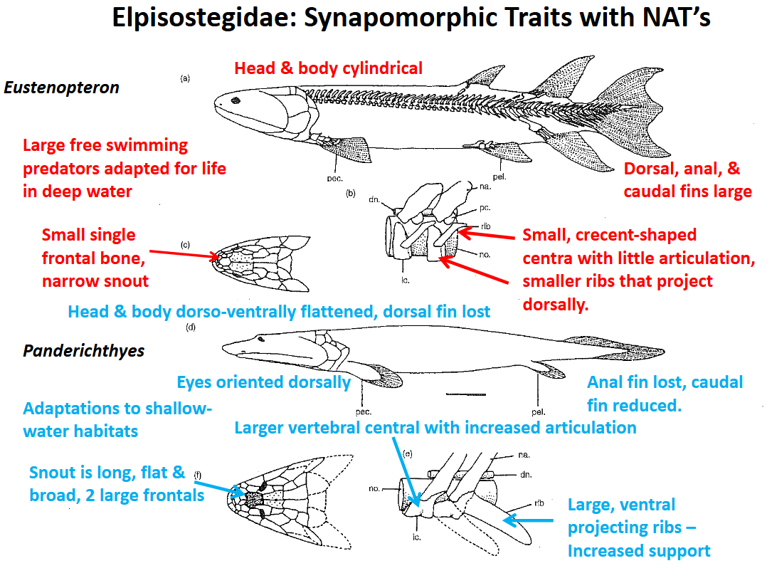 <ul><li><p>Sister group of the non-amniote tetrapoda</p></li><li><p>Synapomorphic traits with the first non-amniote tetrapoda:</p><ul><li><p>Dorsal &amp; anal fins lost </p></li><li><p>Caudal fin greately reduced </p></li><li><p>Body &amp; head dorsoventrally flattened</p></li><li><p>Snout is long, flat, &amp; broad (2 large frontals)</p></li><li><p>Eyes are dorsally oriented</p></li><li><p>Vertebral centra are larger &amp; articulation is increased</p></li><li><p>Ribs are larger &amp; project laterally &amp; ventrally (increased support against gravity)</p></li></ul></li></ul><p></p>