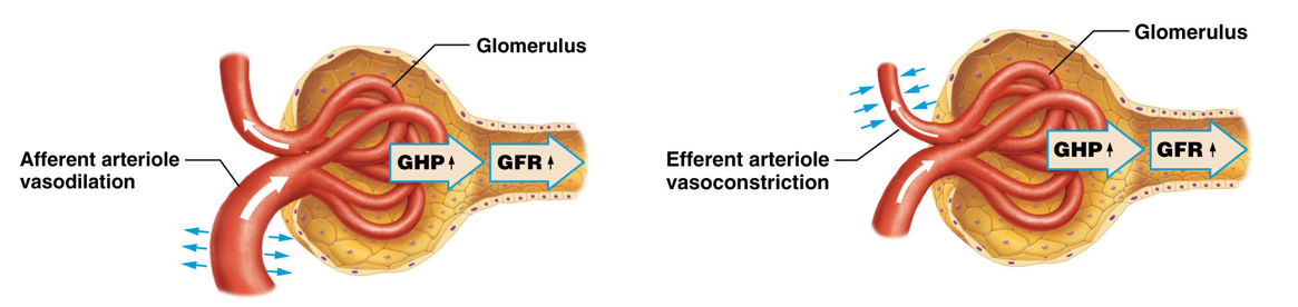 <p>A <strong>hormone released by heart cells </strong>in the <strong>atria </strong>in response to increasing fluid volume → <u>lowers </u><strong>blood volume and blood pressure</strong> to reduce the workload of the heart </p><ul><li><p><strong>ANP </strong><u>increases </u>→<strong> </strong><u>dilates </u><strong>afferent arterioles </strong>and <u>constricts </u><strong>efferent arteriole</strong>s → <u>increases </u><strong>glomerular hydrostatic pressure</strong> → <strong>blood volume</strong> <u>reduction </u>by favoring fluid loss from the kidneys → <u>reduces </u><strong>systemic blood pressure </strong></p></li></ul><p></p>