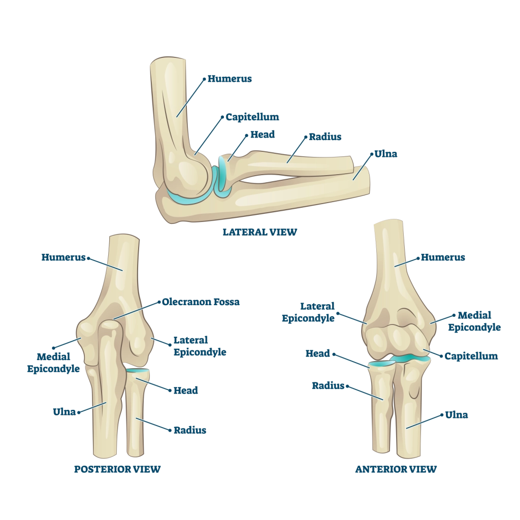 <ul><li><p>Humerus - The distal end of the upper arm expands to form distinct condyles, articular surfaces, and fossae that meet the forearm bones.</p></li><li><p>Radius - The lateral bone of the forearm (thumb side), its disc-shaped, round head articulates with both the humerus and ulna, allowing for forearm rotation.</p><ul><li><p>Radial tuberosity for biceps muscle</p></li></ul></li><li><p>Ulna - The medial bone of the forearm (pinky side), its u-shaped and forms the main hinge joint with the humerus and forms the bony part of the elbow</p></li></ul><p></p>