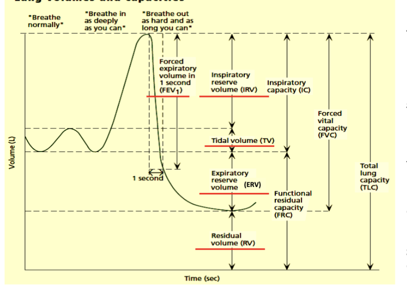 <p>inspirary reserve volume— max volume of air above tidal volume (normal breathing)</p>