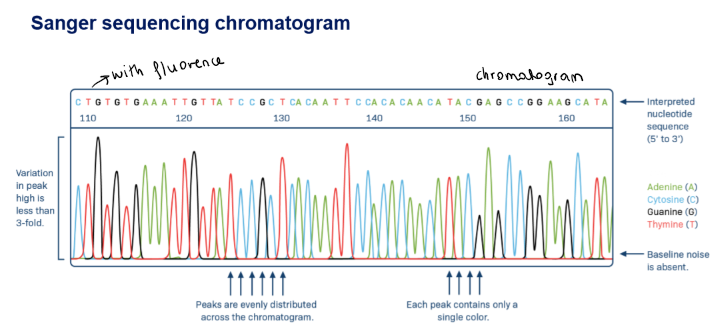 <p>A chromatogram</p>
