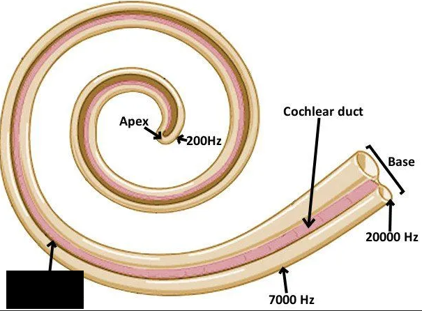 <p><br><span> Membrane located on the inferior aspect of the cochlear duct, important in producing hearing. </span></p>