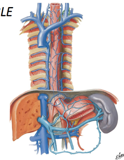 <ul><li><p>left loer</p></li><li><p>T12→T9</p></li><li><p>crosses to azygos at T9</p></li></ul><ul><li><p>drains loer posterior intercostal veins on the left </p></li></ul><p></p>