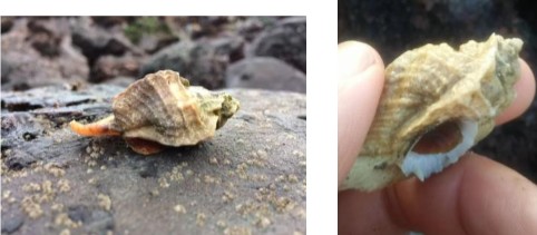 <p>grazer on algae and invertebrates, pointy tooth near mouth, leafy shell shape</p>