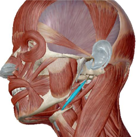 <p>what muscle is this</p>