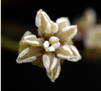 <ul><li><p><strong><mark data-color="yellow" style="background-color: yellow; color: inherit;">Amborella</mark></strong></p><ul><li><p>only living species</p></li></ul></li><li><p>Magnoliids</p></li></ul><p></p>