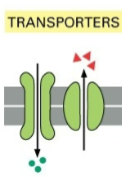 <p>Example(s) of Membrane Proteins Function: Transporters</p>