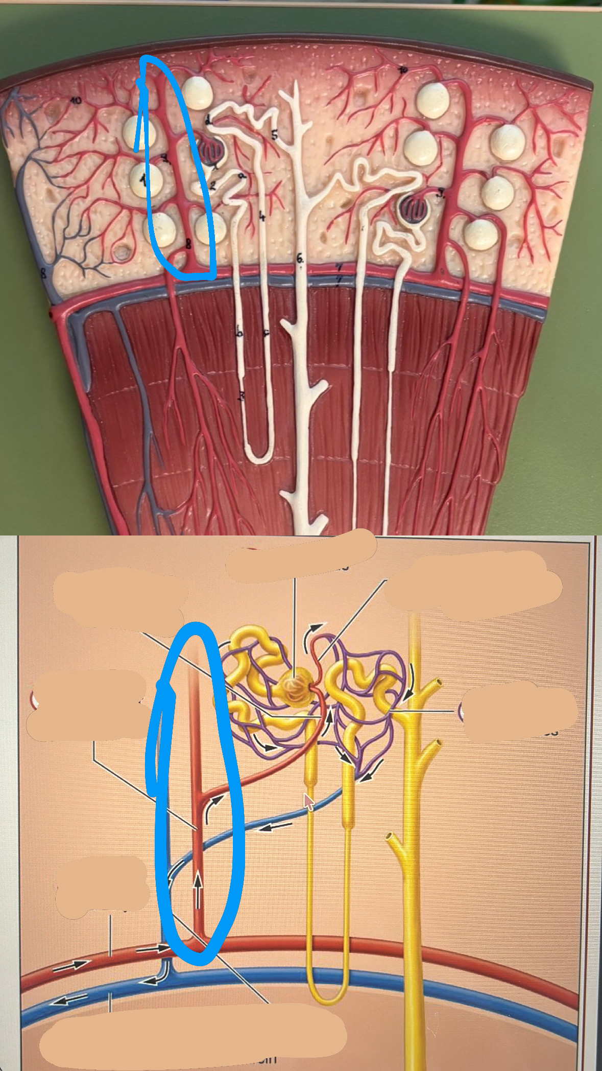 knowt flashcard image