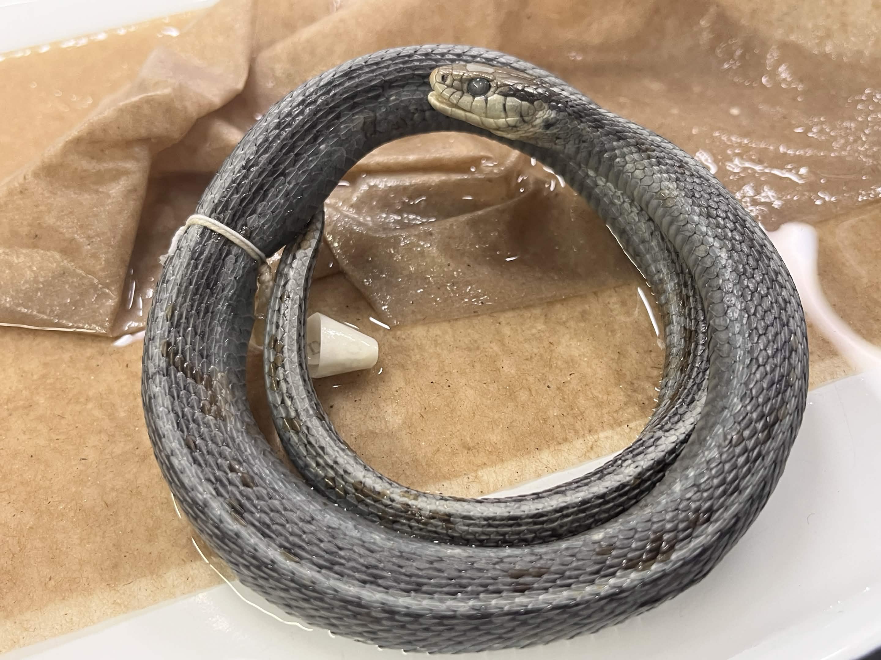 <p> Infraorder + Superfamily + Family + Scientific name?<br>- equal chin shields<br>- 8 upper/10 lower labial<br>- not pointed internasal<br>- no pointed nose</p>