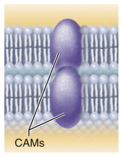 <ul><li><p>membrane proteins of adjacent cells may be hooked together in various kinds of long-lasting intercellular junctions (e.g., tight junctions and gap junctions) </p></li><li><p>some membrane proteins (cell adhesion molecules, or CAMs) of this group provide more short-lived binding sites that guide cell migration and other cell-to-cell interactions </p></li></ul><p></p>