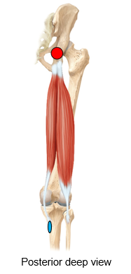 <p>What does the red dot represent? is it an origin/insertion? (learn to differentiate muscles using differing origins/insertions)</p>