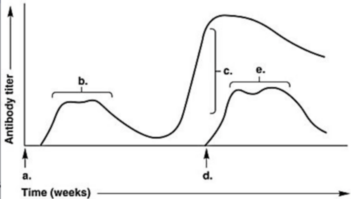 <p>In Figure 17.1, which letter on the graph indicates the highest antibody titer during the patient's response to a second and distinct/different antigen?</p><p>- c</p><p>- a</p><p>- d</p><p>- b</p><p>- e</p>
