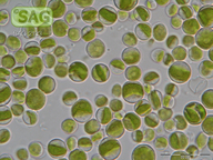 <p>Identify</p>