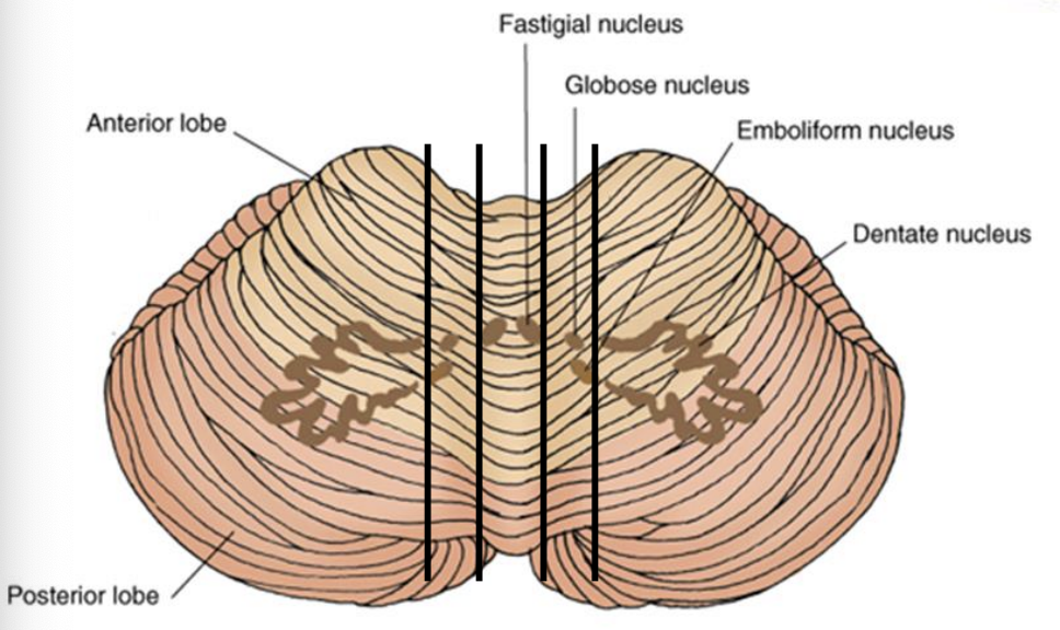 <p>each zone is associated with deep cerebellar nuclei located in the white matter of cerebellum </p><ul><li><p>vermis = fastigial nucleus </p></li><li><p>paravermis = interposted nucleus (globose + emboliform) </p></li><li><p>lateral hemisphere = dentate nucleus </p></li></ul><p></p>