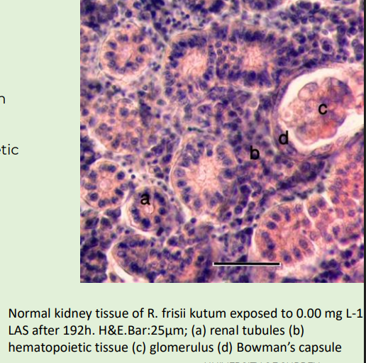 <p>Unusual glomerular appearance and renal system</p><p></p><p>Interstitial cells have endocrine and haematopoietic function</p><p></p><p><span style="color: purple;">No loops of Henle</span></p><p></p><p>Fresh water fish –<span style="color: purple;"> few, small glomeruli</span></p>