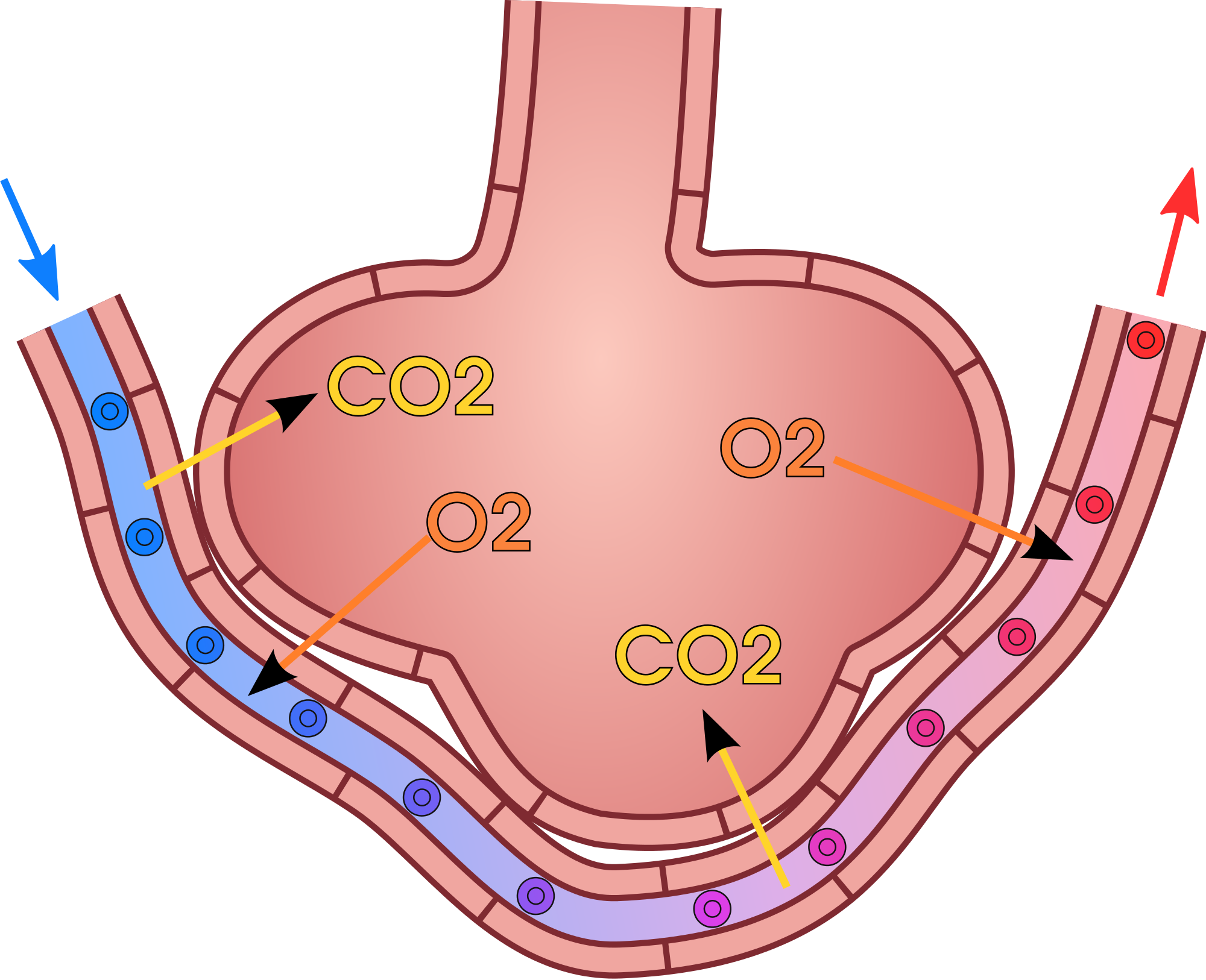 <p>During diffusion, where does O2 and CO2 go?</p>