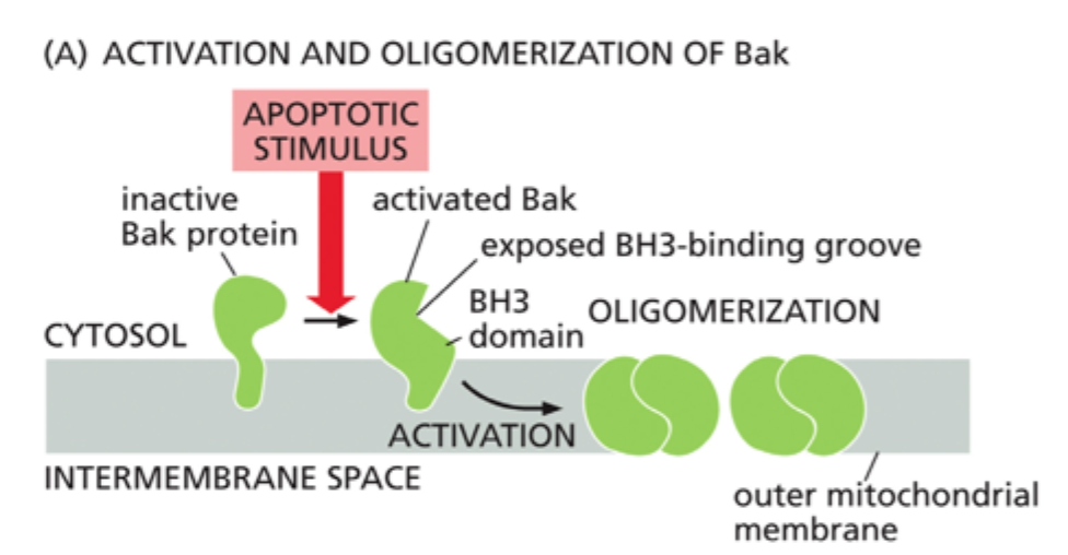 <p>De <strong>oligomeriserer</strong> i den ydre mitokondriemembran og danner porer.</p>