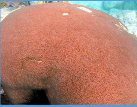 <p>What is this massive coral from the Scleractinia order? </p>