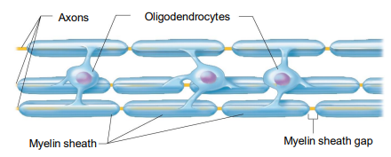 <ul><li><p>Branched cells</p></li><li><p>Processes wrap CNS nerve fibers, forming insulating myelin sheaths in thicker nerve fibers</p></li></ul><p></p>