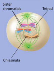 <p>Crossing over is completed. Synaptonemal complex dissolves. Nuclear envelope continues to break down.</p>