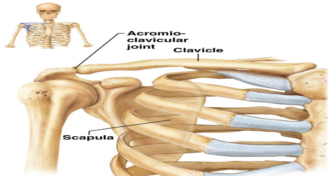 <p>Appendicular Skeleton - Pectoral Girdle </p><p>What bones make up the pectoral girdle?</p>